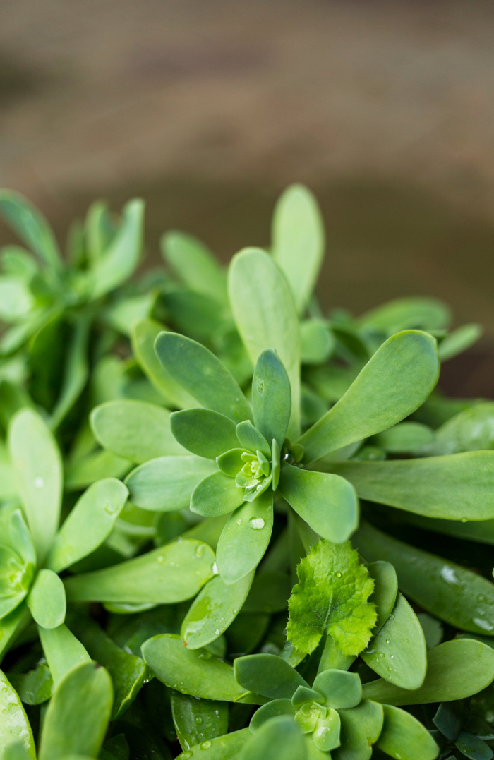 Brahmi (Bacopa Monnieri)