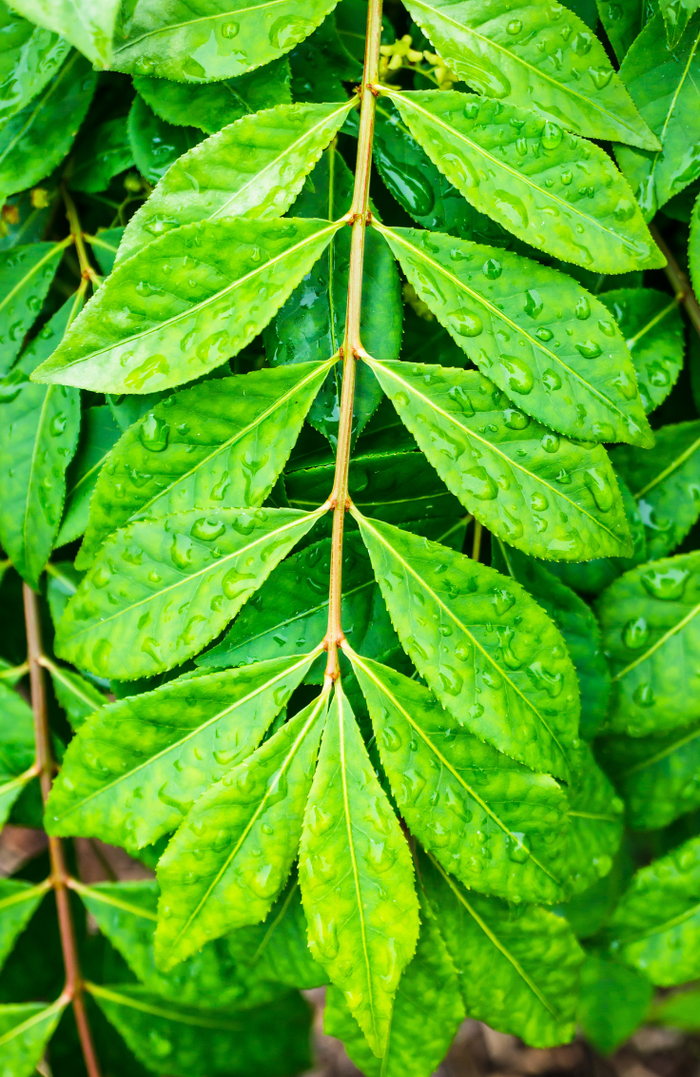 Neem Leaves (Azadirachta Indica)