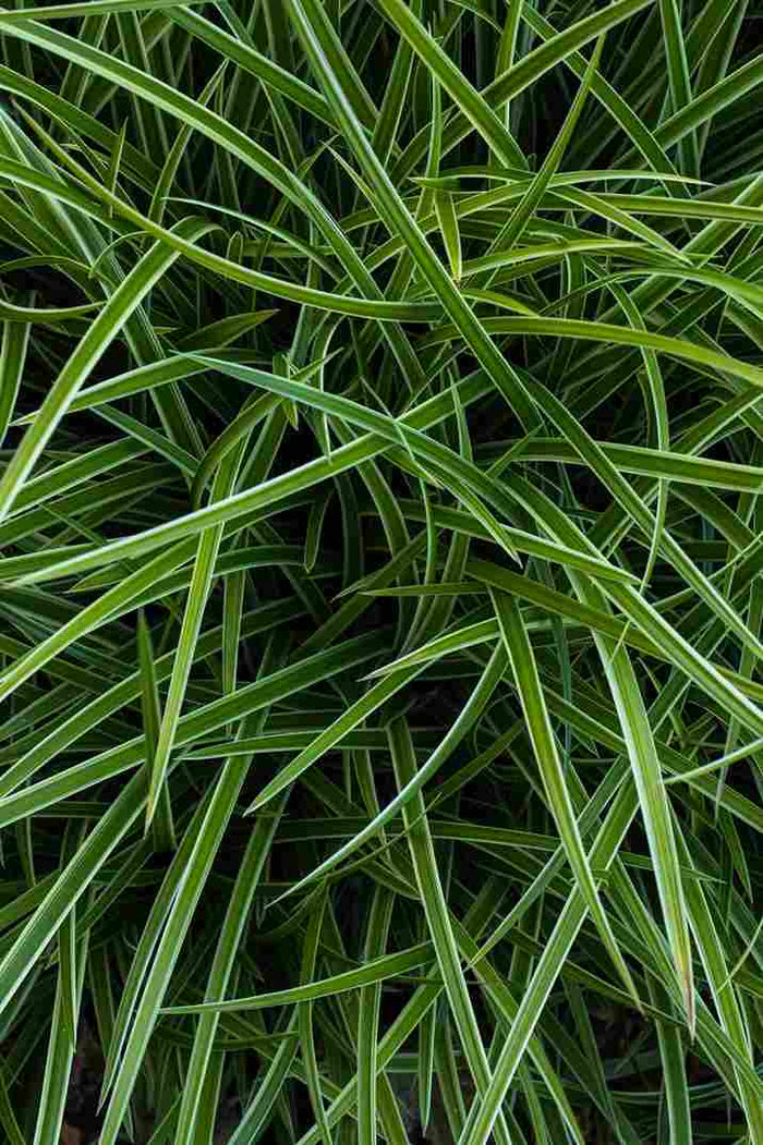 Vetiver