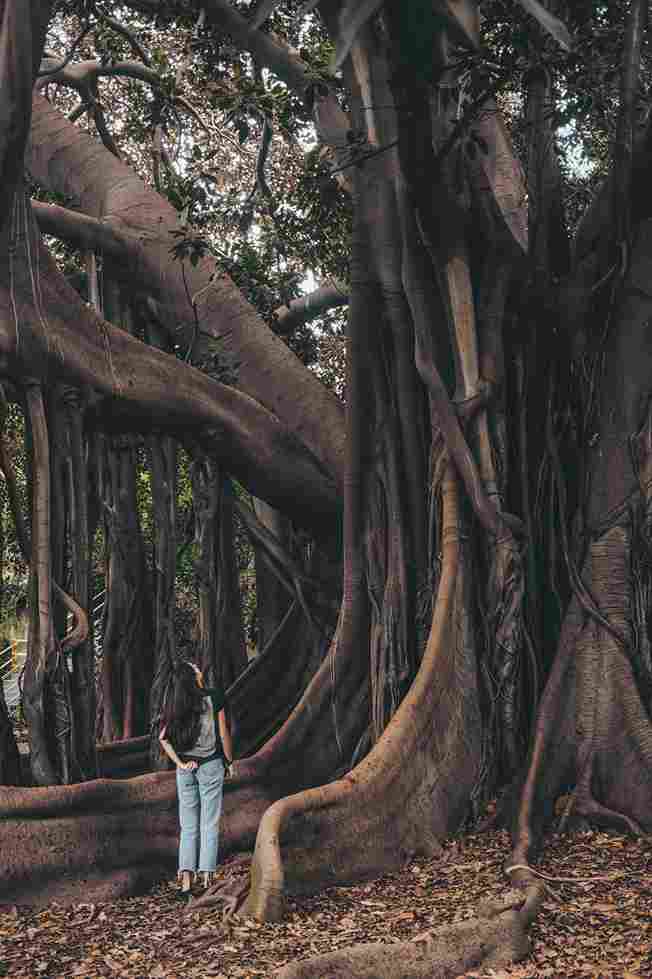 Banyan